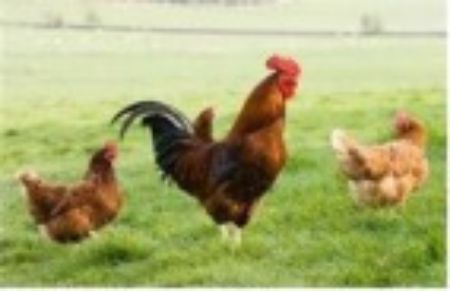 Picture for category Chickens