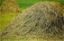Picture of Hay
